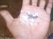 All opium sold in Hpakant is distributed by only two Chinese companies who are also involved in mining.To safeguard their monopoly, these companies distribute opium cut into small pellets with only two distinctive shapes: the “mouse dropping” and the triangular “samosa.”