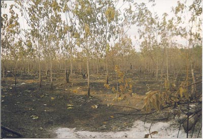 Show-burned-rubber-trees