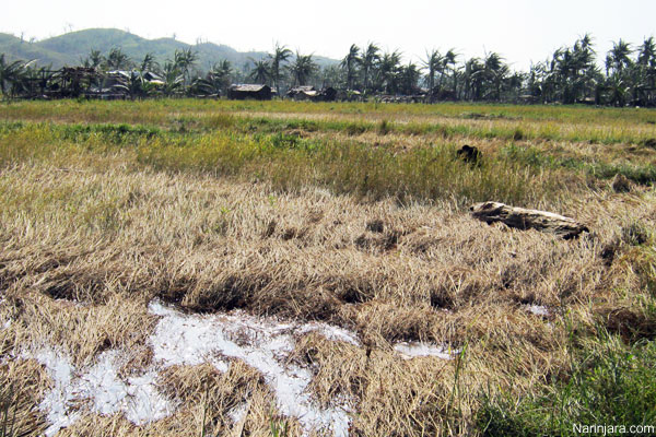 destroy-paddy-field-in-Arakan