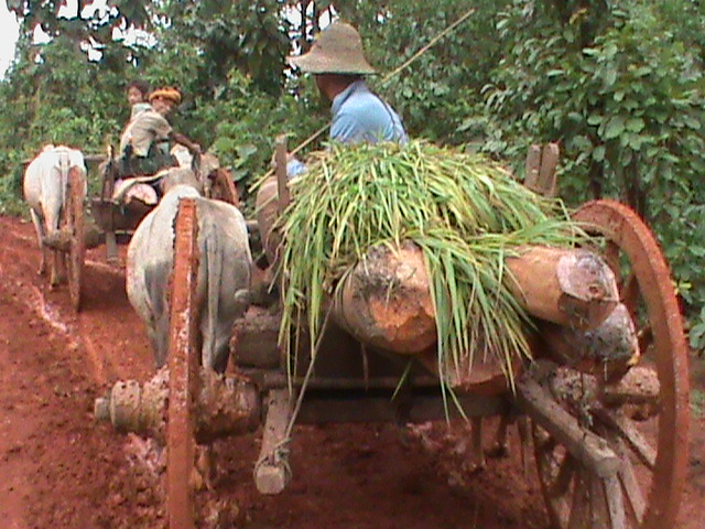 Karenni villagers from Loilay, Loikaw Township chop woods and carry with oxcart to the LIB 530 this year