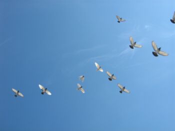 Flying-birds1