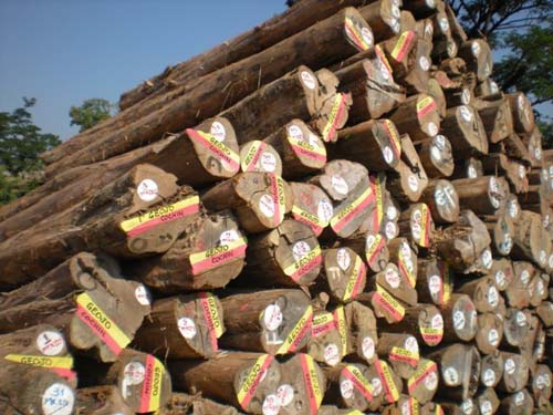 TEAK_LOGS_FROM_MYANMAR