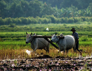 farmer