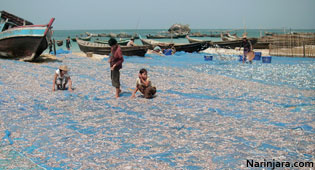 Fishery-sector-in-Thandwe-Arakan