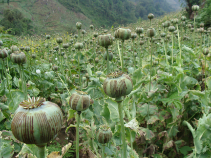 opium field in Sa Don area