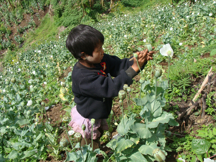 a child is extracting raw opium