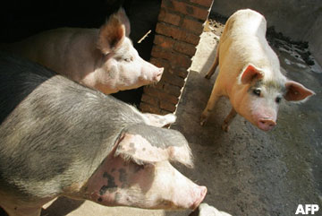 Pigs in a pen on the outskirts of Beijing are shown in this file photo from 2007, when more than 45,000 pigs in China were hit by the highly pathogenic blue-ear disease. AFP PHOTO/ Frederic J. Brown