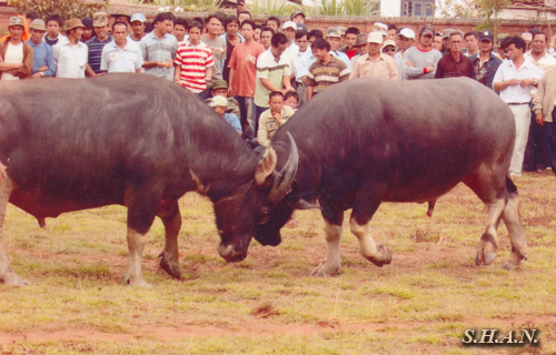 buffalo-fighting