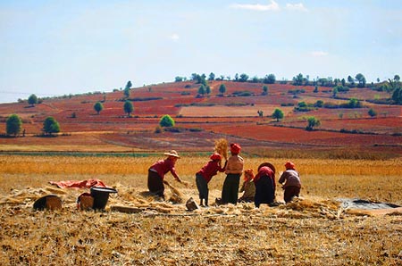  သျှမ်းပြည်တနေရာ လယ်ယာမြေမြင်ကွင်း (flickr.com/photos)