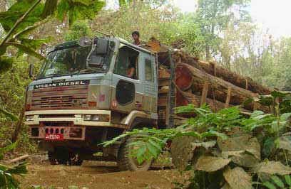 ကျွန်းသစ်များ ( ဓာတ်ပုံ- www.freeburmarangers.org)