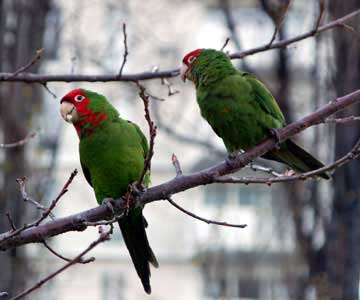 3parrot_on_branch