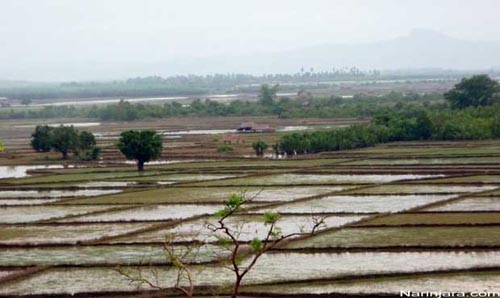 Farms-in-Arakan