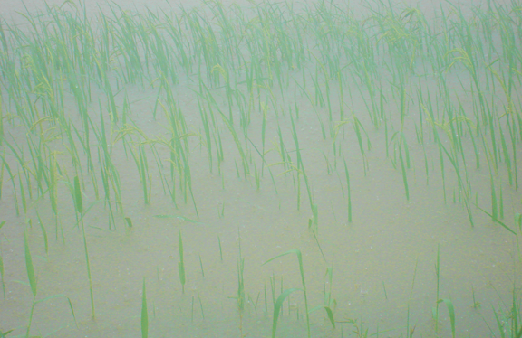 rice_growing_00