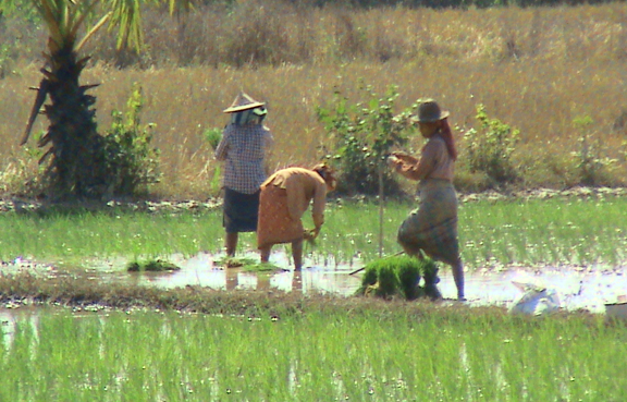 rice_planting