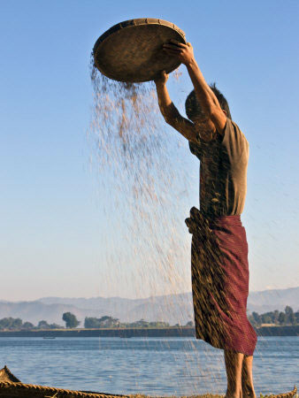 A--rakhine-farmer-winnows-rice-to-remove-the-chaff-on-banks-of-lay-myo-river-myanmar