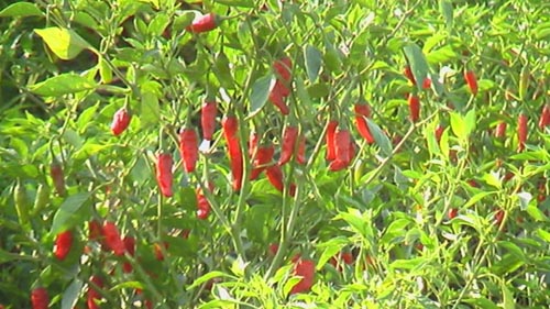 Pantanaw_Chilli_growing