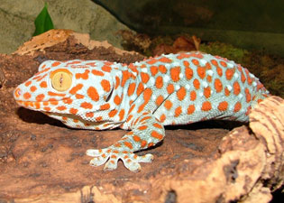 tokay