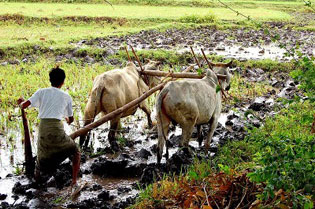 Farming_Myanmar