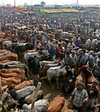 Cow-bazar