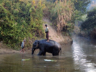 Elephant-Burma