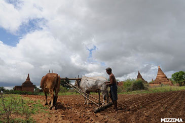 farmer-in-the-field