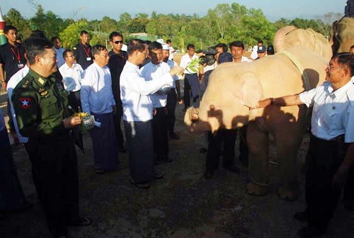 white-elephan-capture-in-Arakan-state-Burma