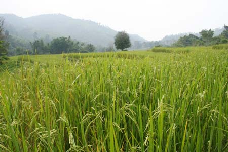 rice-field