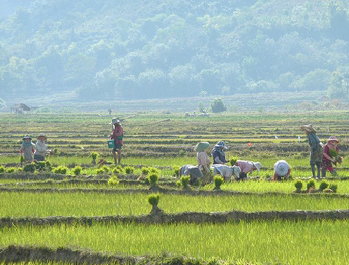 သျှမ်းပြည်တွင်းမှ လယ်များ