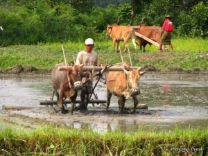 ploughing