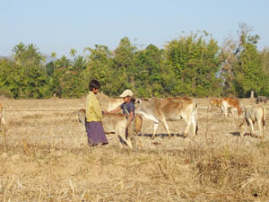 ကရင်နီပြည်တွင်းမှ နွားကျောင်းနေသာ ကလေးနှစ်ဦး