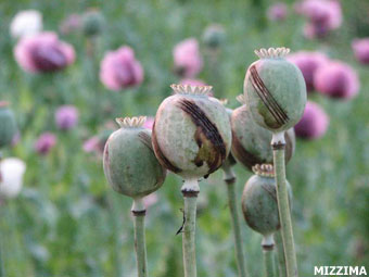 opium-poppy-field-kachin-2