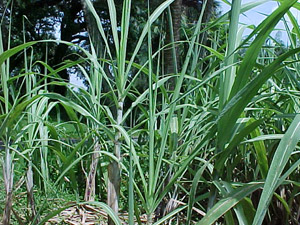 sugarcane