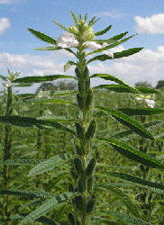 flowering-sesame