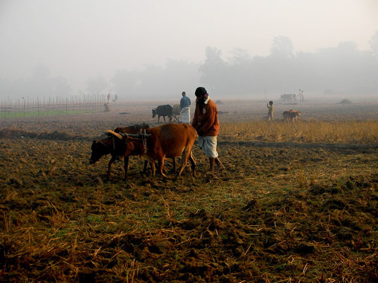 Lands belonging to Rohingya villagers in Arakan State are routinely confiscated by the Burmese military