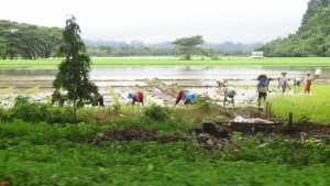 Farm-land-in-Karen-State