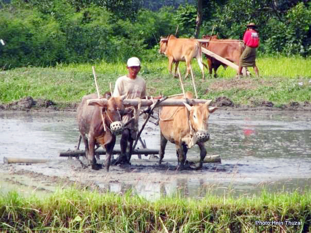 ploughing