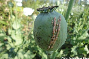 An opium field in Hugawng valley in western Kachin state.