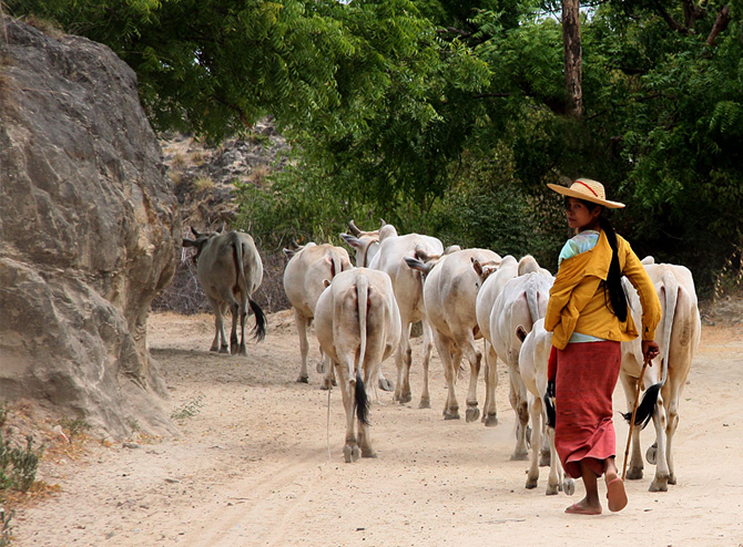 myanmar-herder