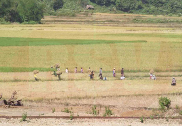 စစ်တပ် မိသားစုများက ပြည်သူများ ထွန်ယက်စိုက်ပျိုးထားသော စပါး စိုက်ခင်းများကို တက်ရောက် ရိတ်သိမ်းနေစဉ် (ဓါတ်ပုံ- RSV)