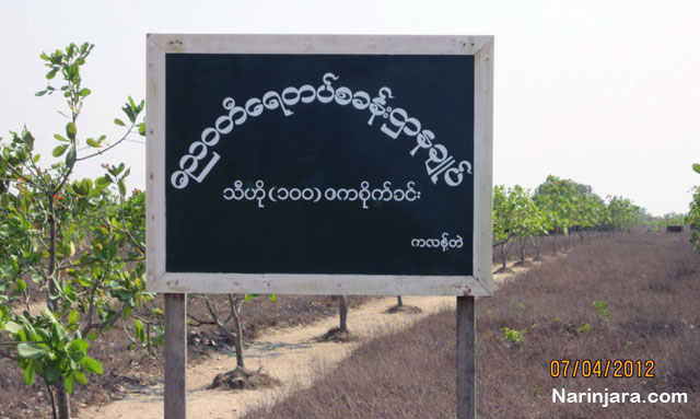 The lands owned by Arakanese farmers were confiscated by Burma Navy for a orchard. ( Photo by Narinjara)