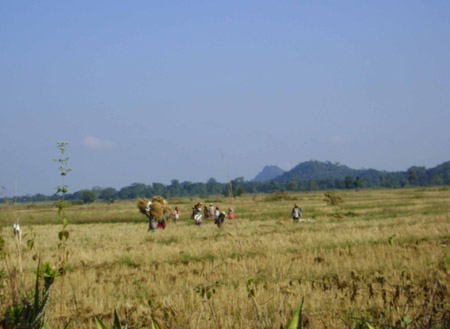 တပ်လယ်တွေလုပ်ကိုင် စိုက်ပျိုးနေကြသည့် ဒေသခံများမြင်တွေ့ရစဉ် (ဓါတ်ပုံ-ကယားလီဖု)