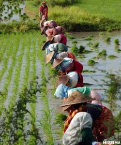 Farmer-planting-rice-crop-Photo-MIZZIM