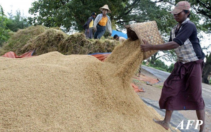 In a picture taken on August 17, 2013 Myanmar farmers collect rice seeds in Naypyitaw.