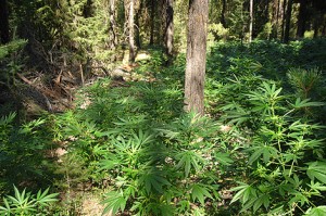 Marijuana plant (photo-marijuana.com)