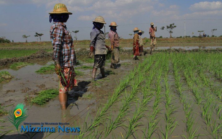 farmers-working-in-a-field-photo-ye-min