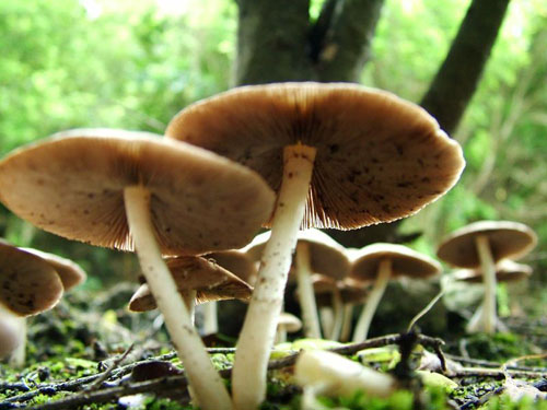 Giant Mushrooms - Auckland