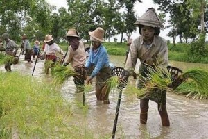 MYANMAR - agricoltori acqua birmani