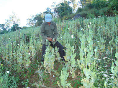 Villager-cultivating-poppy-for-Opium