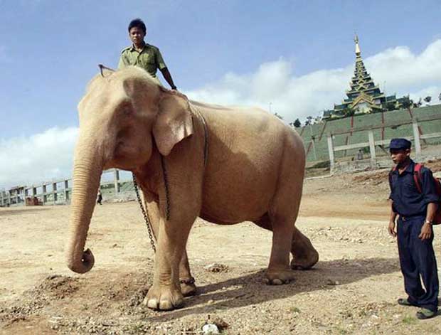 ထိုင်းနိုင်ငံက ဆင်ဖြူ ငှားရမ်းမှု  မြန်မာ ငြင်းဆို