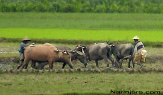 ရခိုင်တွင် လယ်ထွန်ရာတွင် နွားထက် ကျွဲကို အသုံးများသည်။